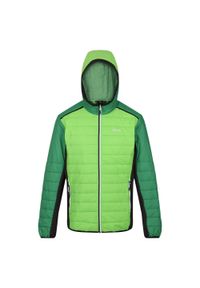 Regatta - Męska Kurtka Trutton II Baffled Padded Jacket. Kolor: zielony #1